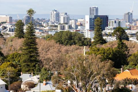 Hyde Park tree removal starts