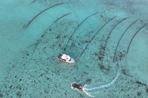 Island oysters hit Mid West plates