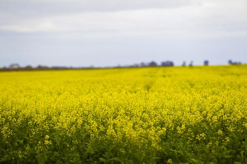 Canola had a strong season. Photo: Tom Zaunmayr.