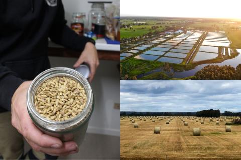 Capel is home to some innovative agribusiness, including a malt processing facility (left), a marron farm (top right), and a seeds producer.