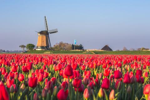 A windmill in a tulip field.