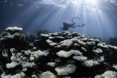 Bleaching at Ningaloo Lagoon. Photo: Brooke Pyke.