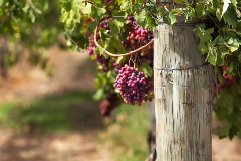 The Swan Valley was a focus for Labor on Saturday. Photo: Tom Zaunmayr.