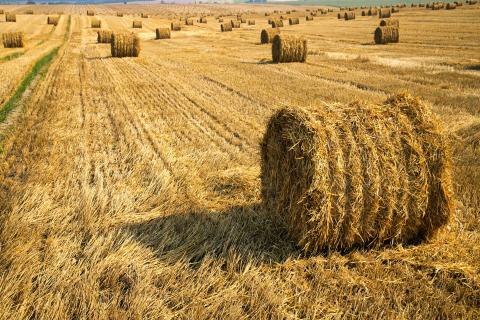 Bales of hay