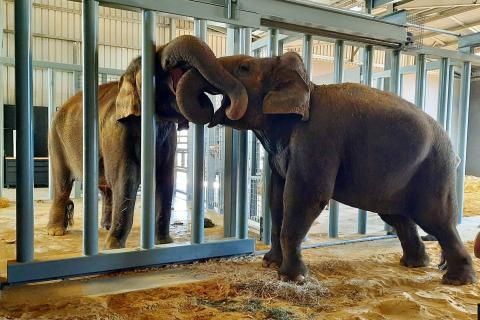 Burma (right) and Permai get to know each other. Photo: Taylor Hawkins, Zoos SA