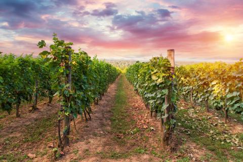 The Margaret River region will take centre stage this November as the first Australian host for The World's 50 Best Vineyards awards. Photo: Adobe Stock