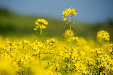 Crops such as canola were affected by chemical bans in the UK. Photo: Andrzej Michaluk