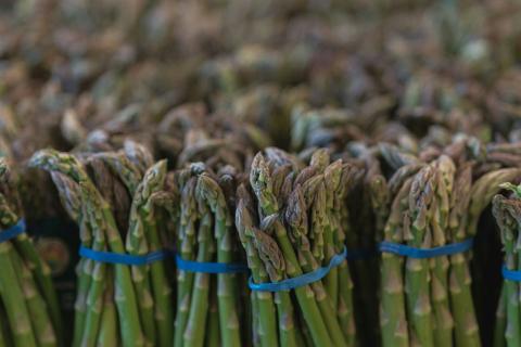 Kimberley Asparagus picked its first crop in 2021. Photo: Donald Teel