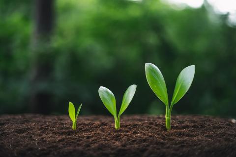 Businesses want to harvest value as they grow. Photo: Artrachen