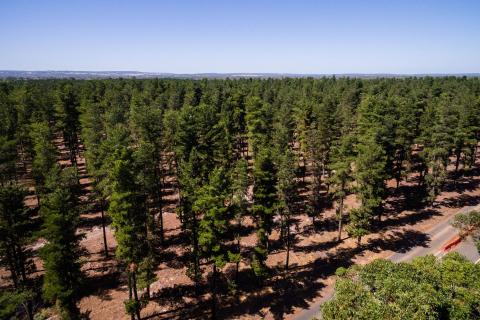 Demand for protein is up, while trees replace farmland. Photo: Gabriel Oliveira