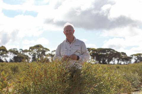 Steve Meerwald on Fasera's eucalypt farm in the Kulja district. Photo: Tom Zaunmayr