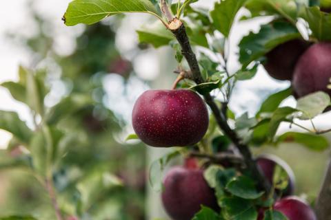 Soluna apple in Manjimup. Photo: WA Farm Direct