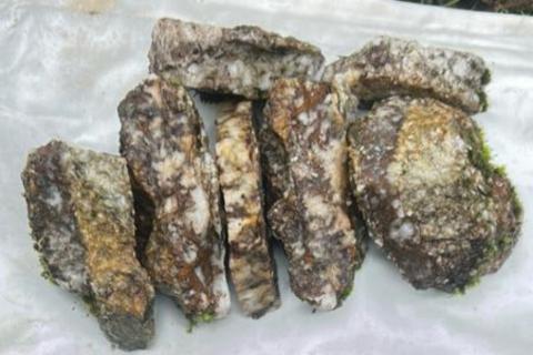 THUNDERBIRD THB Au BULLSNBEARSWA