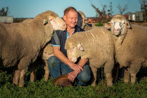 Athel Ventris with his merino sheep near Mukinbudin.