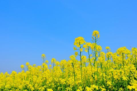 Australia sends the majority of its canola to Europe for crushing and processing into biofuel. Photo: Rujin
