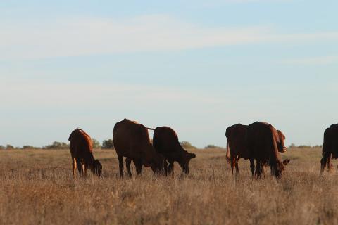 Cattle on many Pilbara stations are reliant on water bores. Photo: Tom Zaunmayr