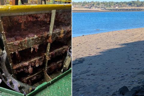 A strainer clogged with jellyfish, and Tidepole Island near Rio TInto's Parker Point port.