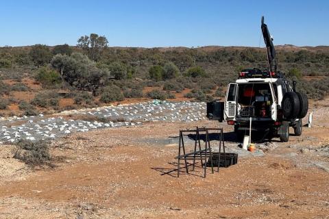 NOVO NVO CLONE NSW BULLSNBEARSWA