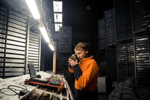 Siren Gold_Core Shed HD-9