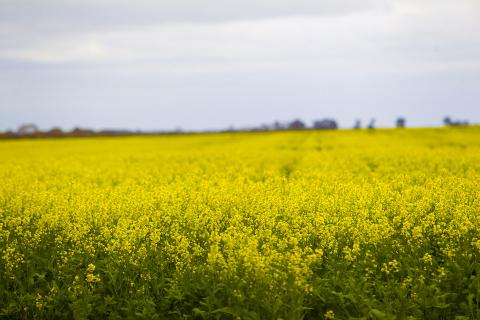 Canola could be a key feedstock for a biofuel industry. Picture: Tom Zaunmayr
