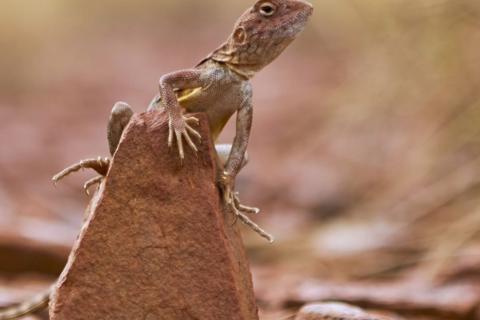 TERRAIN TMX CRLNDI Li BULLSNBEARSWA