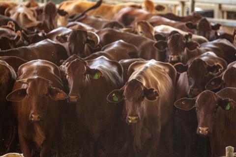 Karnet processes meat for WA's prison system. Photo: Tom Zaunmayr