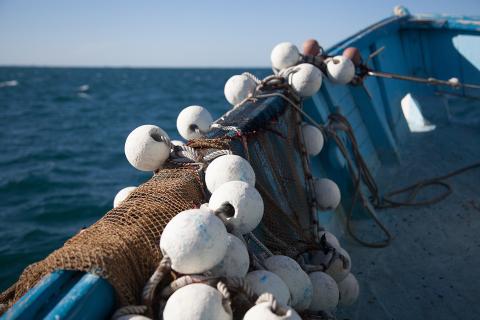Commercial demersal fishing has been banned off the metro coast.