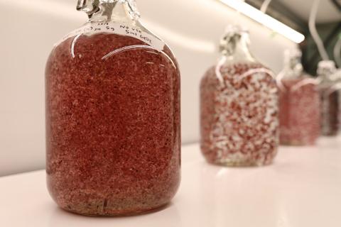 Seastock has signed agreements with three global businesses for its seaweed-based stock feed additives.