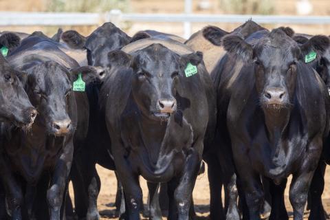 China accounts for about 34 per cent of WA’s total beef export value. Photo: Michael O’Brien
