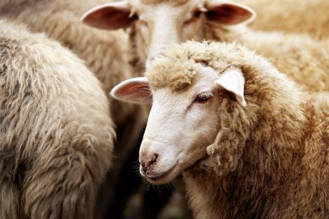 V&V Walsh processes up to 5,000 sheep and lambs per day. Photo: Adobe Stock