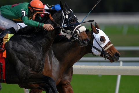 Race horses 