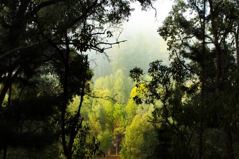 Dwellingup, south of Perth. Photo: Tom Zaunmayr