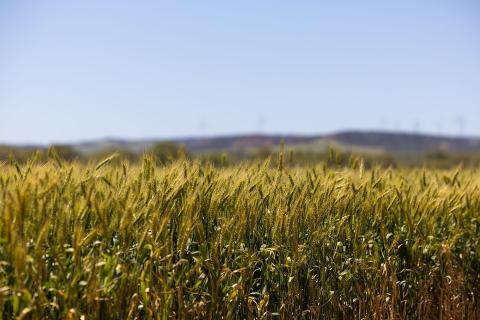 Crops have started strong across much of WA's grainbelt this year. Photo: Tom Zaunmayr
