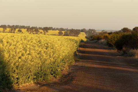 WA is Australia's largest grower of canola. Photo: Tom Zaunmayr