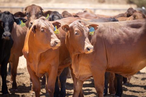 A 10 year plan for the live export industry has been unveiled. Photo: Michael O'Brien