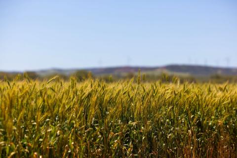 The Black Sea is the world's most important grain exporting region. Photo: Tom Zaunmayr