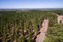 3,000ha bought under softwood scheme