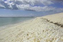 Seashell miner hit with upped $48k fine