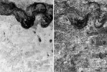 Unleashing underground forests to secure a sustainable future