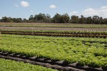 Ex-Eagles player sues Odeum Produce