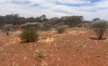 Premier1 appoints new MD