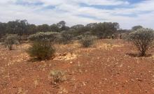 Thomas appointed Premier1 chair