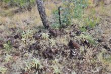 Carnaby, Latitude 66 reveal big copper-gold hits