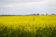 Canola would be a feed source for both plants. Photo: Tom Zaunmayr.