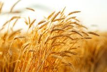 Western Australian grain growers have a new way to mitigate barley fungal disease net blotch from impacting their crop