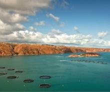 Cone Bay Barra
