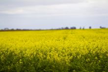 Canola could be a key feedstock for a biofuel industry. Picture: Tom Zaunmayr