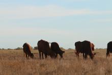 Cattle on many Pilbara stations are reliant on water bores. Photo: Tom Zaunmayr