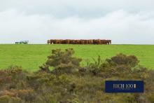 Farms, pastoral properties, and horticulture feature in many Rich 100 portfolios. Photo: Tom Zaunmayr