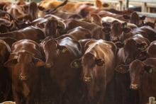 AN abattoir in Gingin has cut sheep processing. Photo: Tom Zaunmayr
